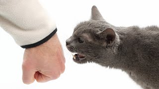 These 8 Things Will BREAK Your Cat