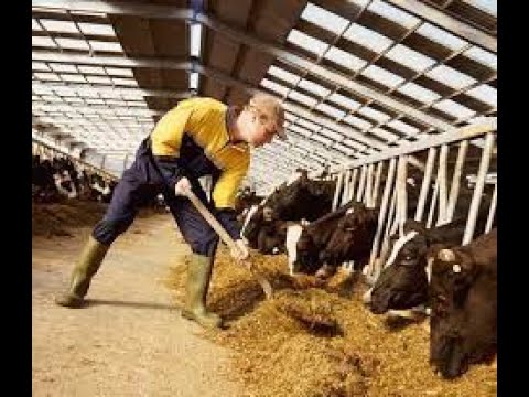 livestock feed