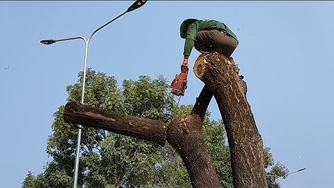 Cưa cây còng to ở tri tôn . Cưa cây kỹ thuật cao