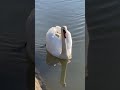 Ein weißer Schwan !