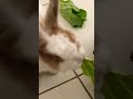 Barulhinho comendo verduras 🥬 #bunny #petsfofinhos #rabbit #pets #caminhoparaumavidamelhor #cute