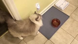 Chiggy Begs for Food  Ragdoll Cat Meowing  Cute Cat Meow