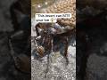 Toe-Biter: The Painful Giant Water Bug 😱”#shorts #ai