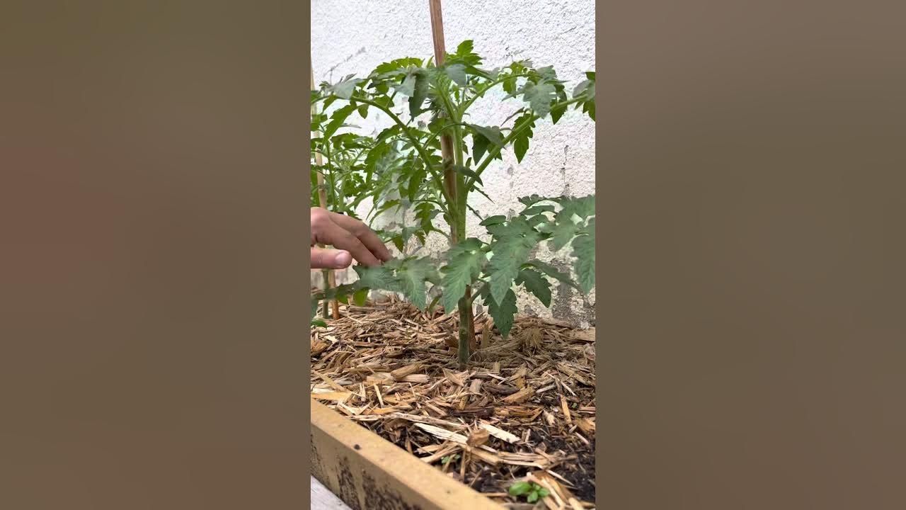 Staking and training your tomato vines on bamboo poles. YouTube