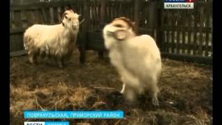 В Приморском районе появились козы невиданной для севера породы В Приморском районе появились козы невиданной для севера породы