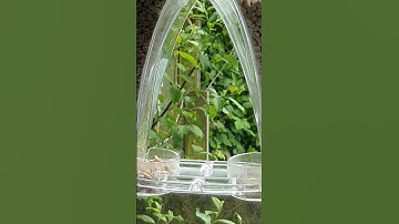 Roamwild Arch Window feeder