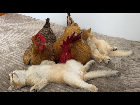 видео: The kitten wants to eat the rooster.It's too hard to bite!hen sleeps with the kitten.😂Cute funny cat