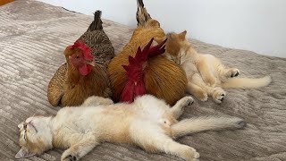 The kitten wants to eat the rooster.It's too hard to bite!hen sleeps with the kitten.Cute funny cat