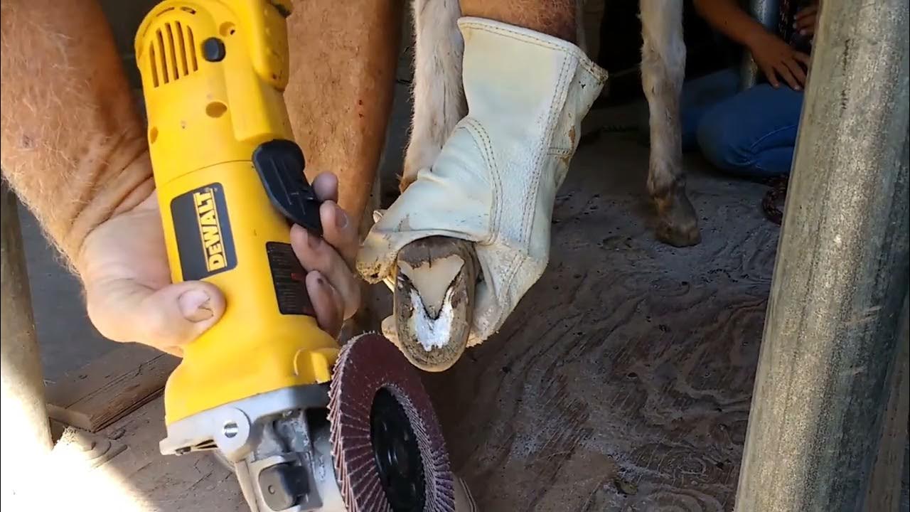 Donkey Hoof Trimming with a grinder YouTube