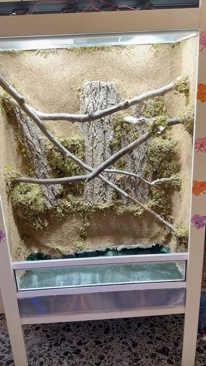 Morelia azurea Green Tree Python Bioactive Naturalistic enclosure in ...