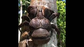 Coconut crab (giant)