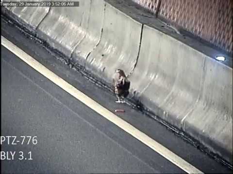 Google Why Did The Chicken Cross The Road