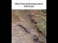 good 😁👍🏻 pt.2 #meme #fish #cutefish #hewan #animals #shorts #shortsvideo #blikomang #frog #fypシ