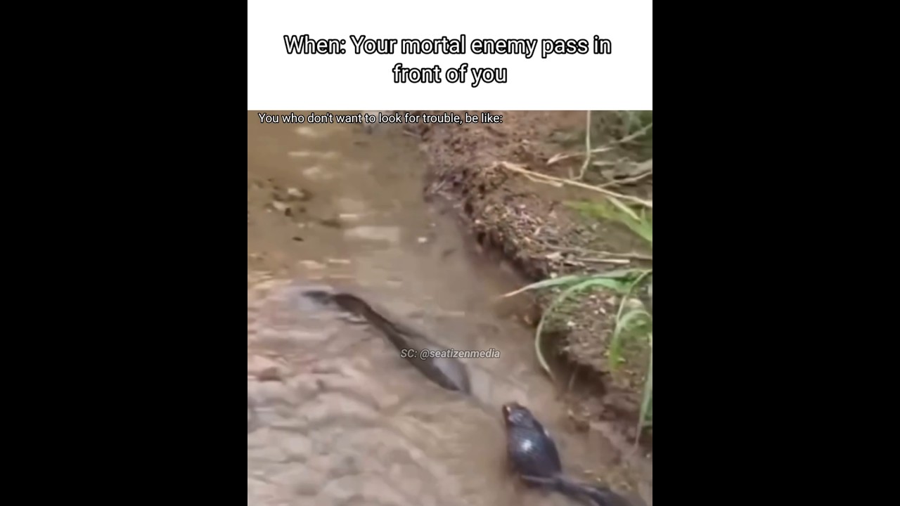 good 😁👍🏻 pt.2 #meme #fish #cutefish #hewan #animals #shorts #shortsvideo #blikomang #frog #fypシ