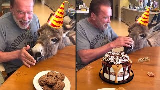 Arnold Schwarzenegger Sings 🎂Happy Birthday Loves His Donkey Lulu | Whiskey and Lulu Eat Cookie🍪🍪