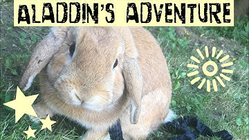 Aladdin- One happy bunny running with a leash