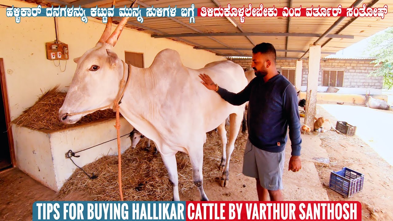 Complete Guide on Hair Whorl (Suli) in Hallikar Cattle & Tips for Selecting Cattle Varthur Santhosh