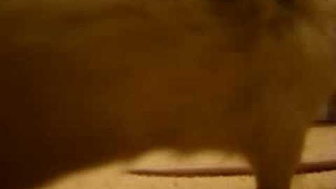 How to teach a pet rat to walk on back legs (.. three steps)