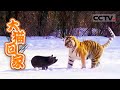 小野猪来到东北虎的地盘 会发生些什么？《“大猫”回家》【CCTV纪录】