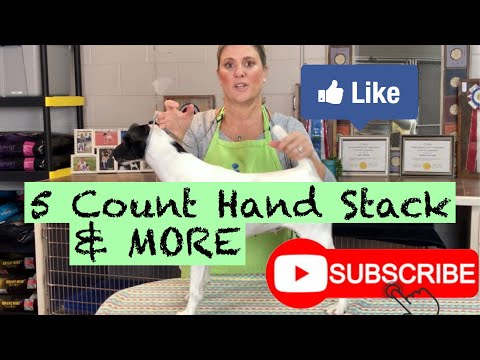 Dog Show Tips & Tricks: 5 Count Hand Stack & More
