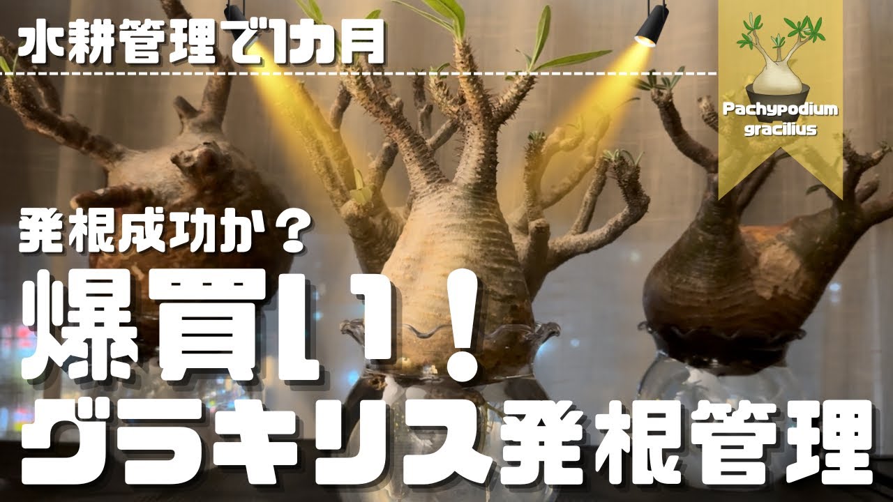 vol.18【爆買い！グラキリス発根管理】全株発根祈願🙏果たして。。