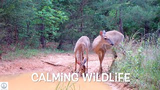 Relax & Watch Wildlife In The Woods.  Deer, opossum, turkey & more!