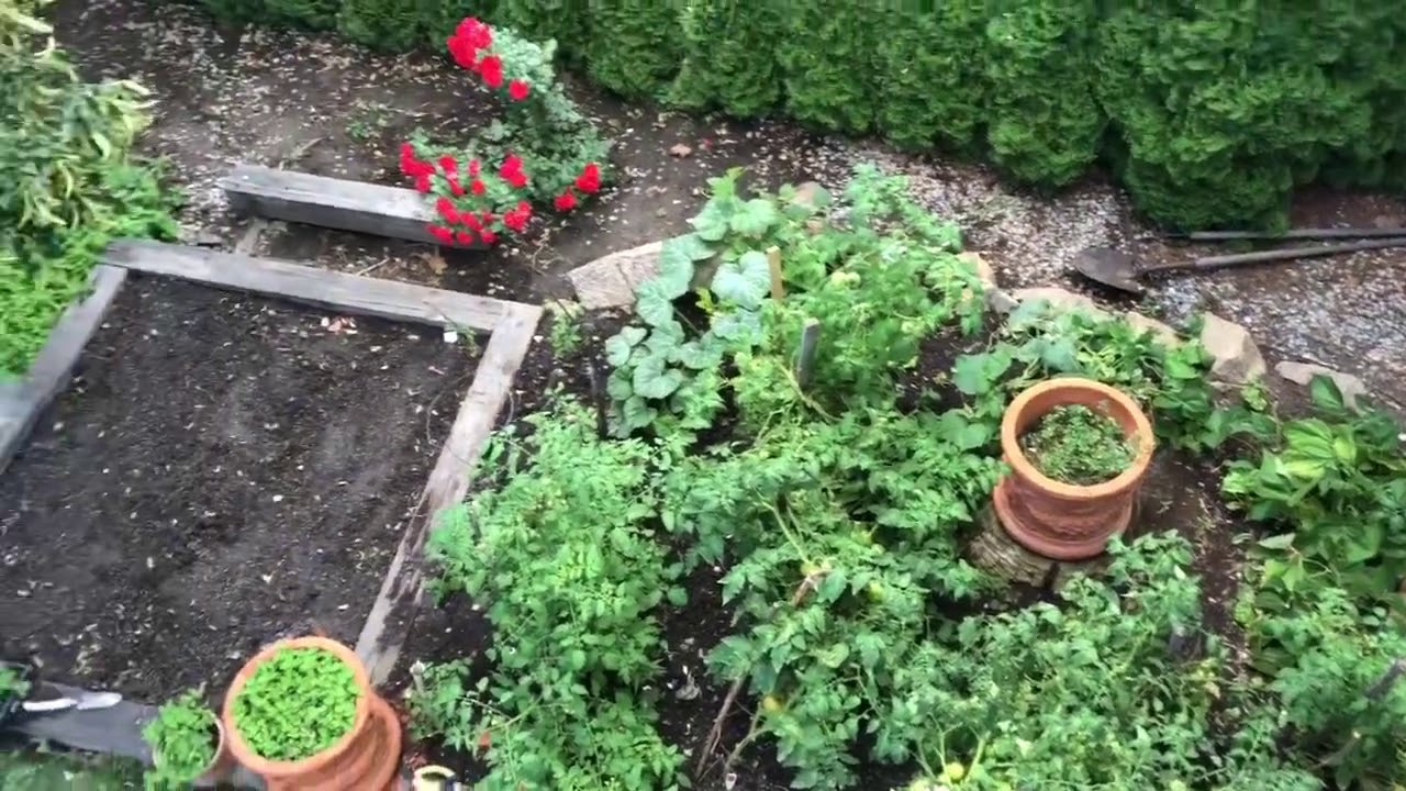 A view of our Backyard Veggie Garden | Fresh Homegrown Veggies | Eat East Indian