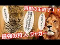【凶刃】ライオンの2倍強い！？最強のプレデター ジャガーの生態！