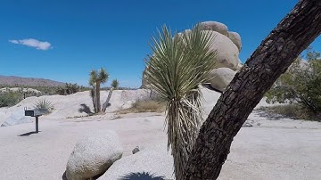 Belle Campground in Joshua Tree NP