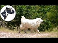Goat Herd Reacts to LGD Warning Goat Herd Reacts to LGD Warning