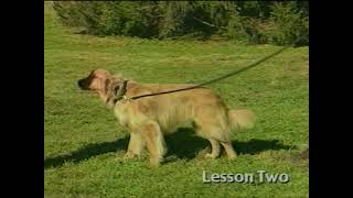 Invisible Fence Safe Dog Training