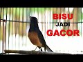 Masteran Murai Batu Agar Gacor Narung Seketika Dijamin Nyaut Dalam Hitungan Detik Mp3 - Mp4 Download