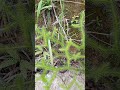 # vida na roça # natureza # plantas #chorts