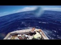 2016 Bermuda Sea Horse | Team Last Stall | Blue Marlin