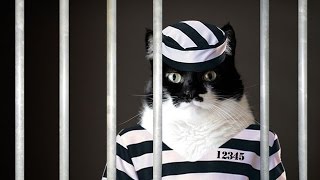 5 ЖИВОТНЫХ КОТОРЫЕ БЫЛИ АРЕСТОВАНЫ 5 ЖИВОТНЫХ КОТОРЫЕ БЫЛИ АРЕСТОВАНЫ