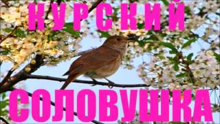 Курский Соловей - Nightingale Singing