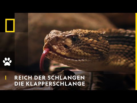 Video: Warum macht eine Klapperschlange Geräusche?