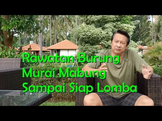 Rawatan murai mabung sampai siap Lomba class=