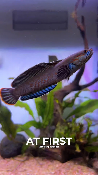 This is how my Snakehead fish gave me a surprise! #shorts #ytshorts