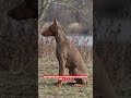 🐕 Doberman Dog – Power + Loyalty Combo 🔥 #shorts #ashishsaxena