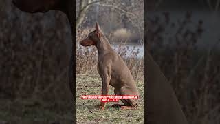 🐕 Doberman Dog – Power + Loyalty Combo 🔥 #shorts #ashishsaxena