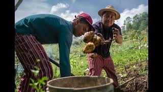 Farmer Field Schools