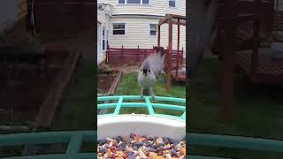 Tufted Titmouse Confirms Bird Cam Back Online!