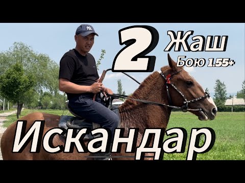 видео: Искандар 2 жаш Кыргыз жылкы