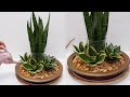 How to Grow and Decorate 2 Varieties of Snake Plants in Large Bowl with Glass Vase of Water