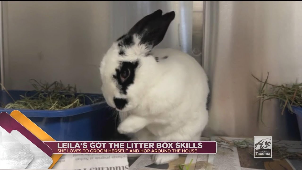 Питомец недели: Лейла, годовалый кролик, отлично умеющий пользоваться лотком! - Cityline - 5 февр...