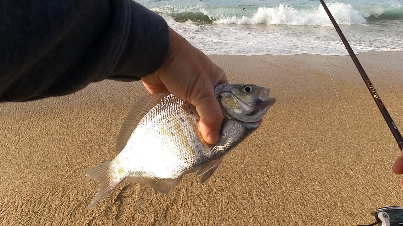 SURF FISHING was EPIC for SURF PERCH and CROAKER! - YouTube