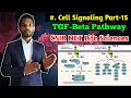 TGF-β Signalling Pathway || BSc 1st year Zoology || cell Signalling part-15 || CSIR NET Life Science