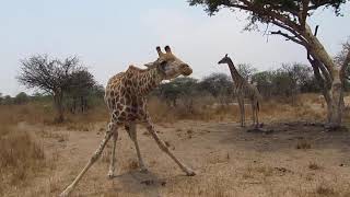 Girafa comendo!! Já viu?