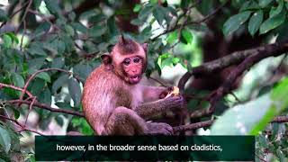 Wikipedia, Monkey Wildlife Documentary || Wildlife Photography